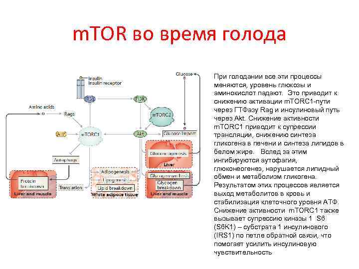 m. TOR во время голода При голодании все эти процессы меняются, уровень глюкозы и