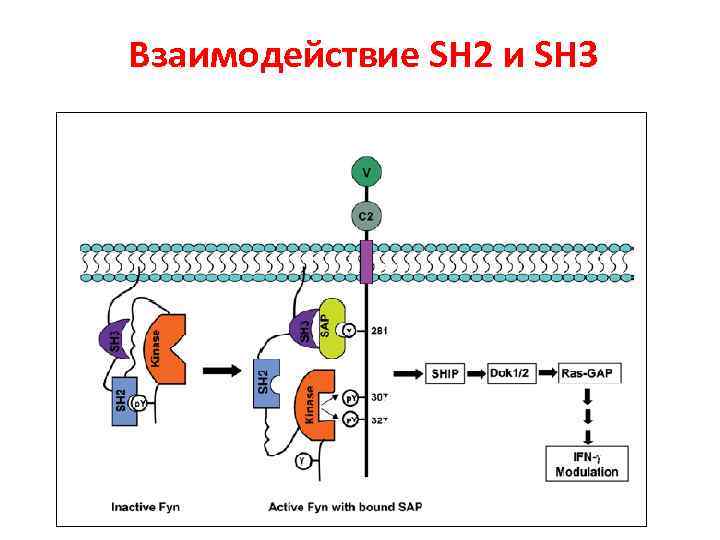 Взаимодействие SH 2 и SH 3 