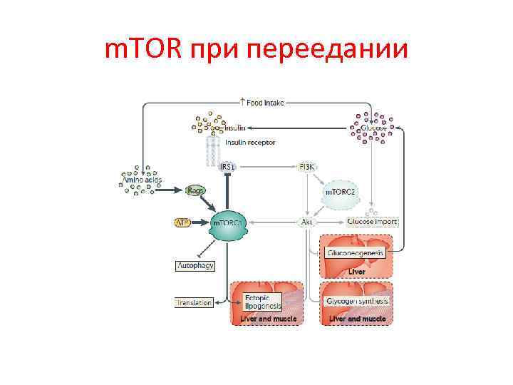 m. TOR при переедании 