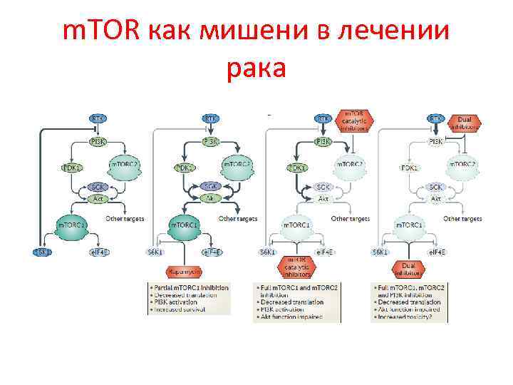 m. TOR как мишени в лечении рака 