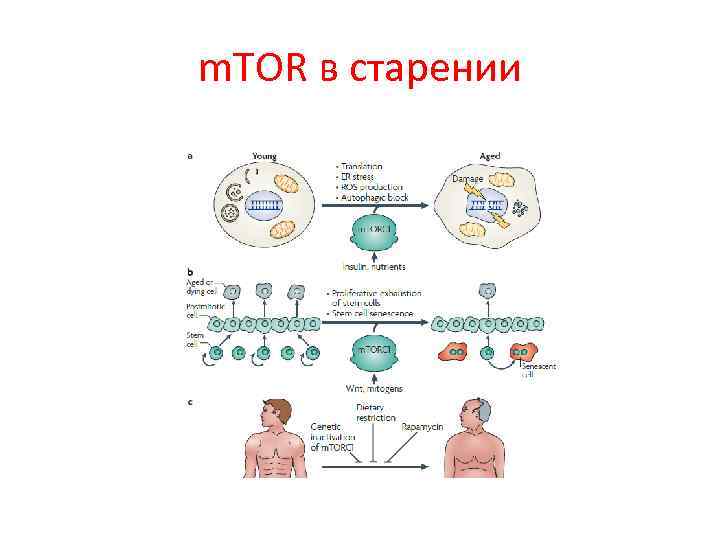 m. TOR в старении 
