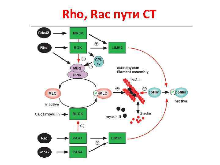 Rho, Rac пути СТ 