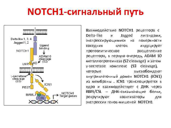 NOTCH 1 -сигнальный путь Взаимодействие NOTCH 1 рецептора с Delta-like и Jagged лигандами, экспрессирующимися