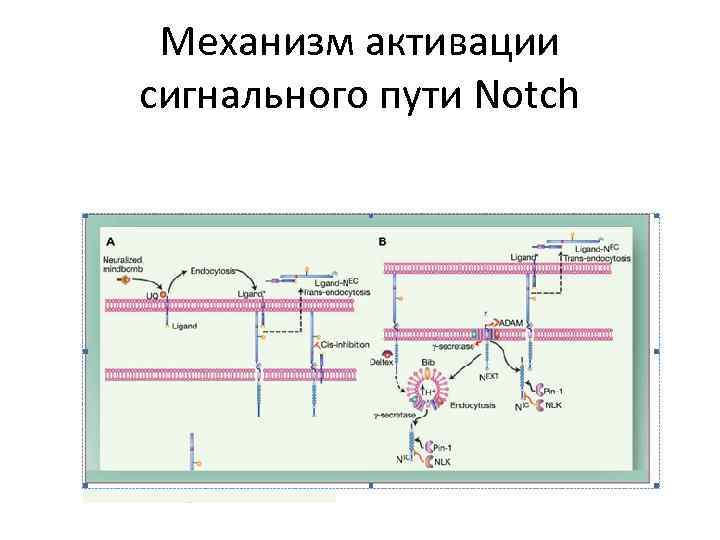 Механизм активации сигнального пути Notch 
