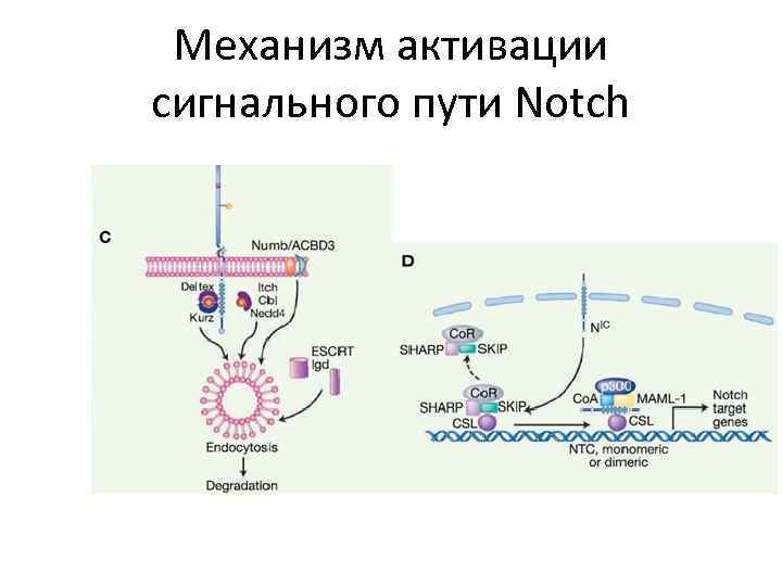 Механизм активации сигнального пути Notch 