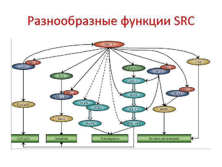 Разнообразные функции SRC 
