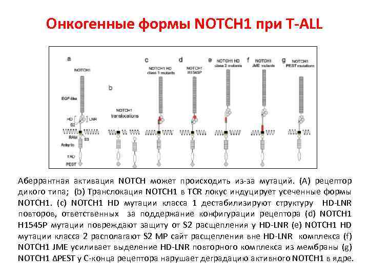 Онкогенные формы NOTCH 1 при T-ALL Аберрантная активация NOTCH может происходить из-за мутаций. (А)
