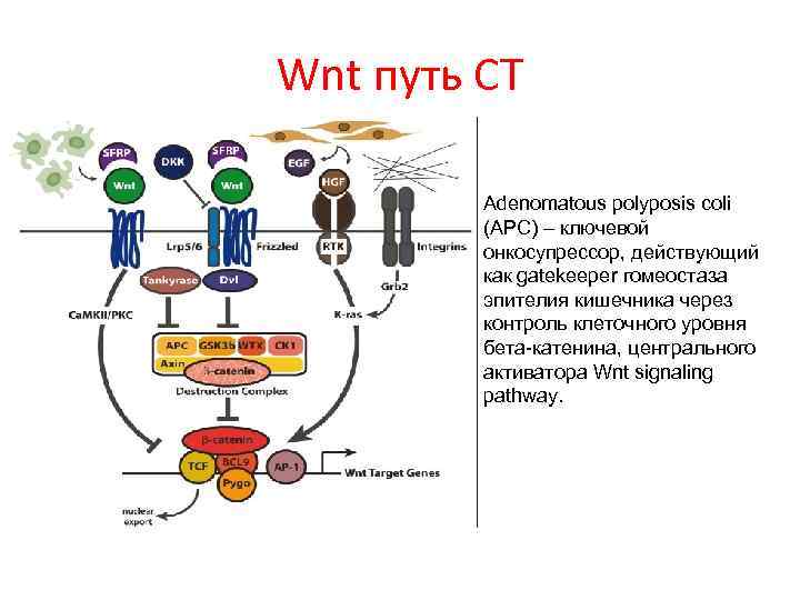 Wnt путь СТ Adenomatous polyposis coli (APC) – ключевой онкосупрессор, действующий как gatekeeper гомеостаза