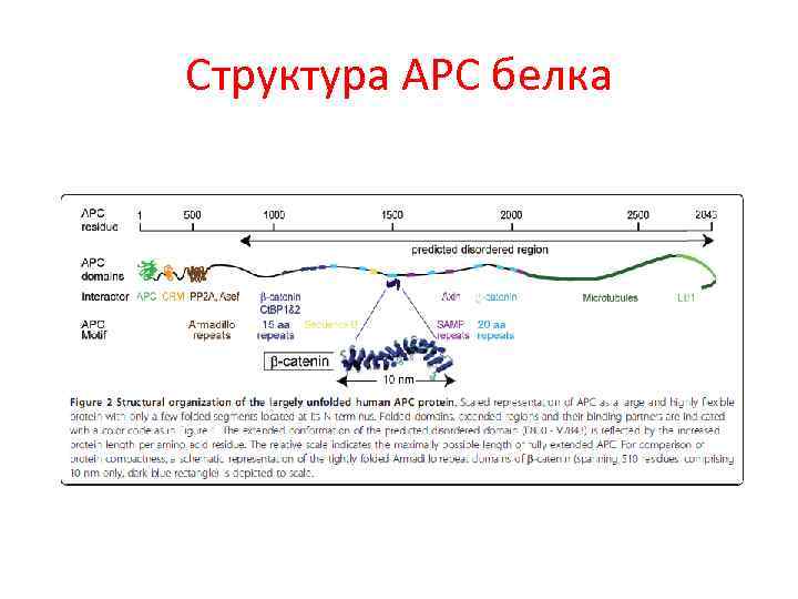 Структура АРС белка 