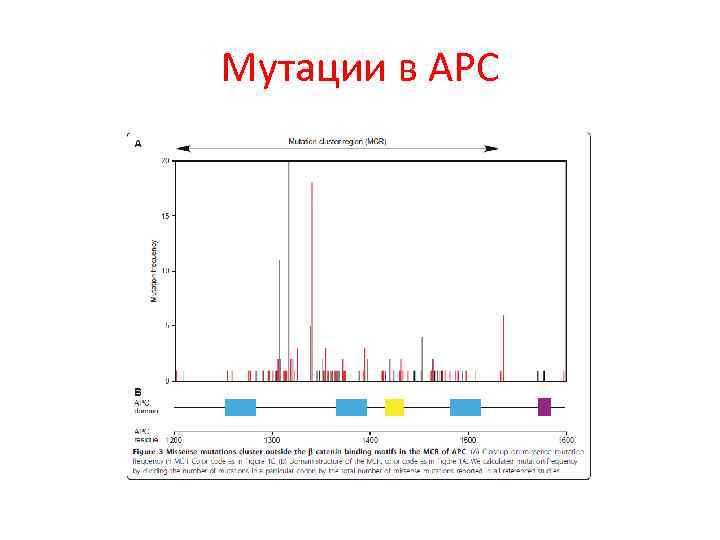 Мутации в АРС 