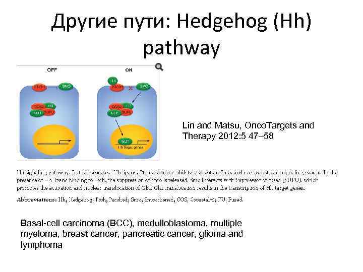 Другие пути: Hedgehog (Hh) pathway Lin and Matsu, Onco. Targets and Therapy 2012: 5