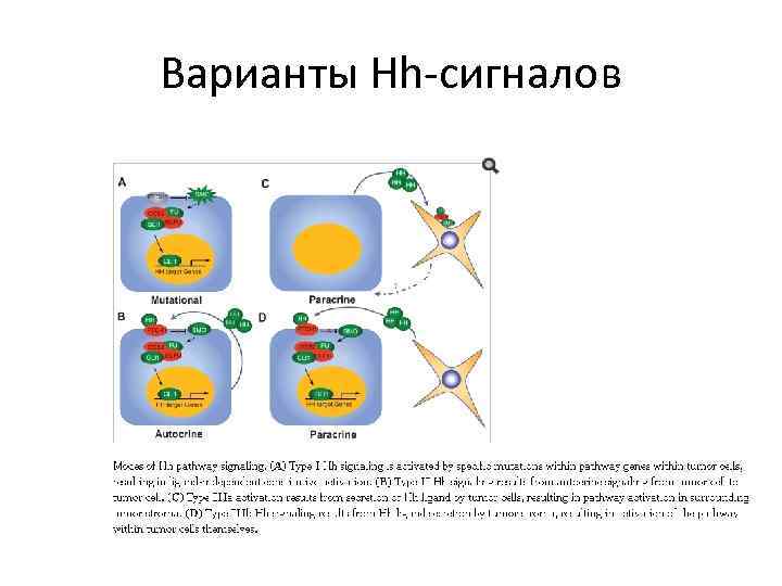 Варианты Hh-сигналов 