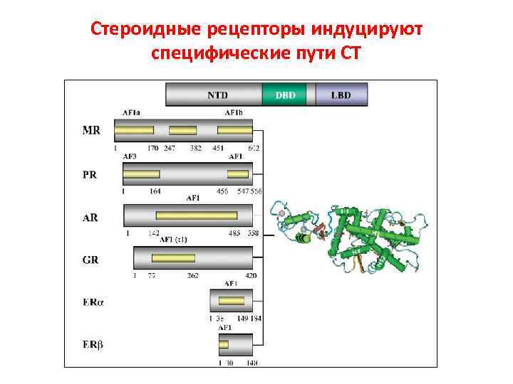 Стероидные рецепторы индуцируют специфические пути СТ 