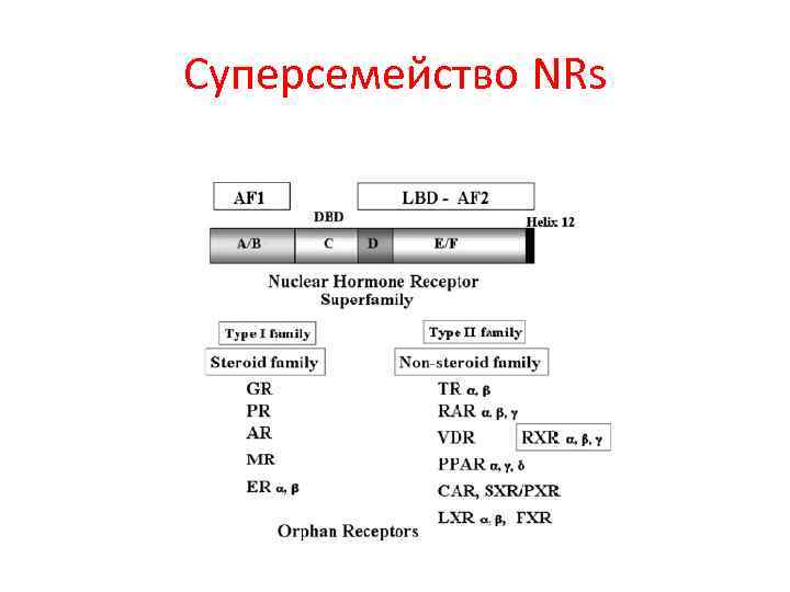 Суперсемейство NRs 