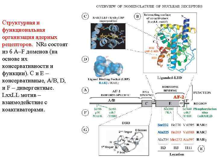 Структурная и функциональная организация ядерных рецепторов. NRs состоят из 6 A–F доменов (на основе