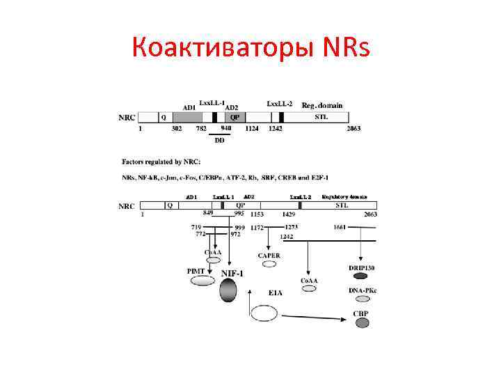 Коактиваторы NRs 