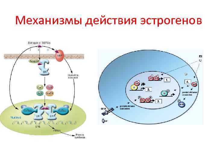 Механизмы действия эстрогенов 