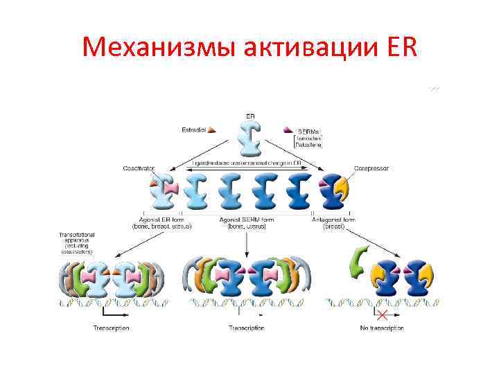 Механизмы активации ER 