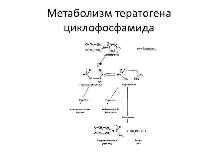 Метаболизм тератогена циклофосфамида 