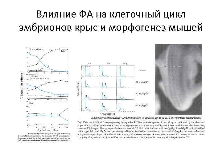 Влияние ФА на клеточный цикл эмбрионов крыс и морфогенез мышей 