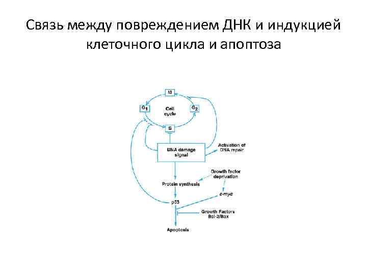 Связь между повреждением ДНК и индукцией клеточного цикла и апоптоза 