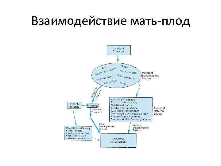 Взаимодействие мать-плод 