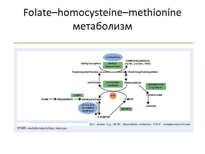 Folate–homocysteine–methionine метаболизм 