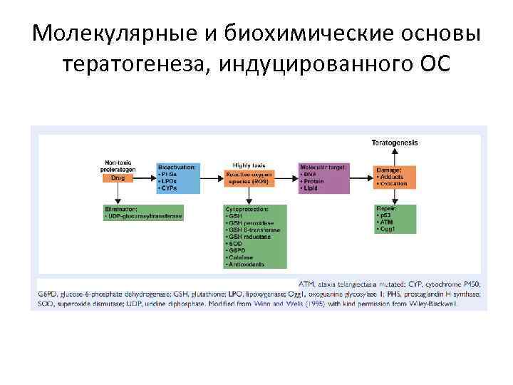 Молекулярные и биохимические основы тератогенеза, индуцированного ОС 