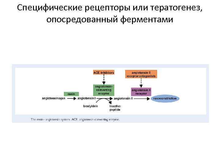 Специфические рецепторы или тератогенез, опосредованный ферментами 