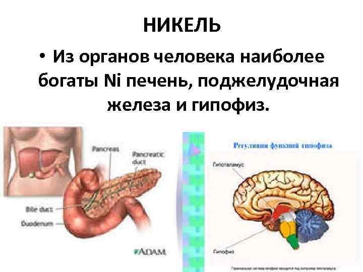 НИКЕЛЬ • Из органов человека наиболее богаты Ni печень, поджелудочная железа и гипофиз. 