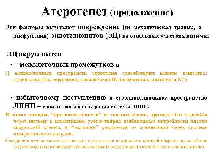 Атерогенез (продолжение) Эти факторы вызывают повреждение (не механическая травма, а – дисфункция) эндотелиоцитов (ЭЦ)