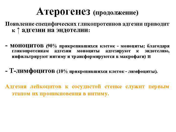 Атерогенез (продолжение) Появление специфических гликопротеинов адгезии приводит к ↑ адгезии на эндотелии: - моноцитов