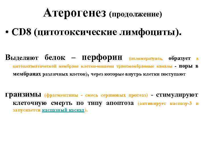 Атерогенез (продолжение) • СD 8 (цитотоксические лимфоциты). Выделяют белок – перфорин образует в цитоплазматической