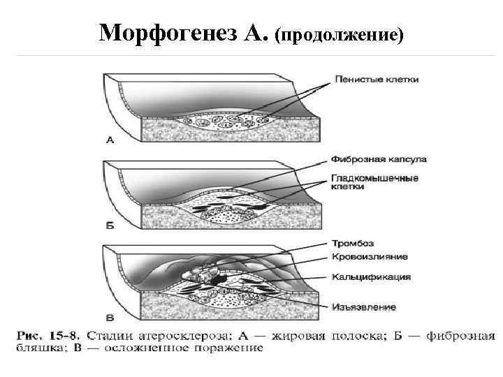 Морфогенез А. (продолжение) 