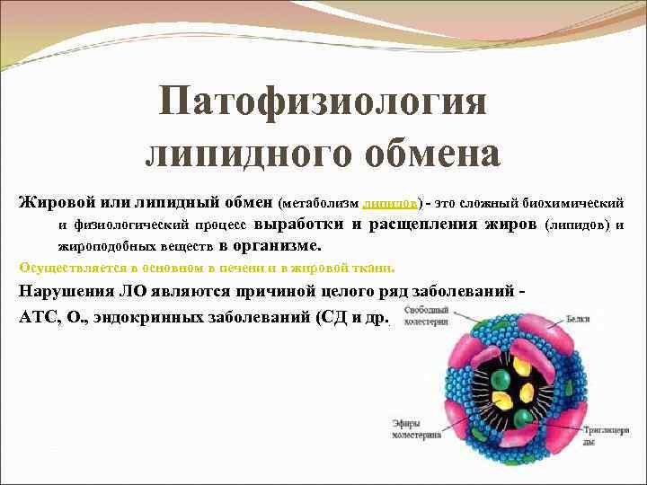 Патофизиология липидного обмена Жировой или липидный обмен (метаболизм липидов) - это сложный биохимический и