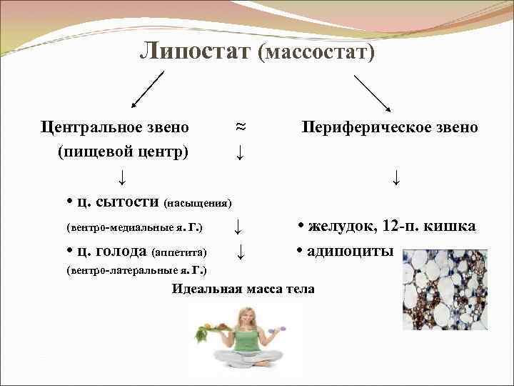 Липостат (массостат) Центральное звено ≈ Периферическое звено (пищевой центр) ↓ • ц. сытости (насыщения)
