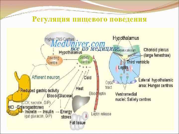 Регуляция пищевого поведения 