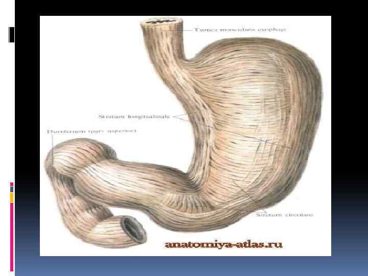 Тонкий желудок строение. Проекция желудка. ЖКТ животных анатомия. Проекция желудка на кожные покровы.