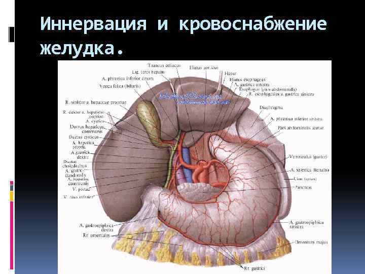 Топографическая анатомия желудка презентация