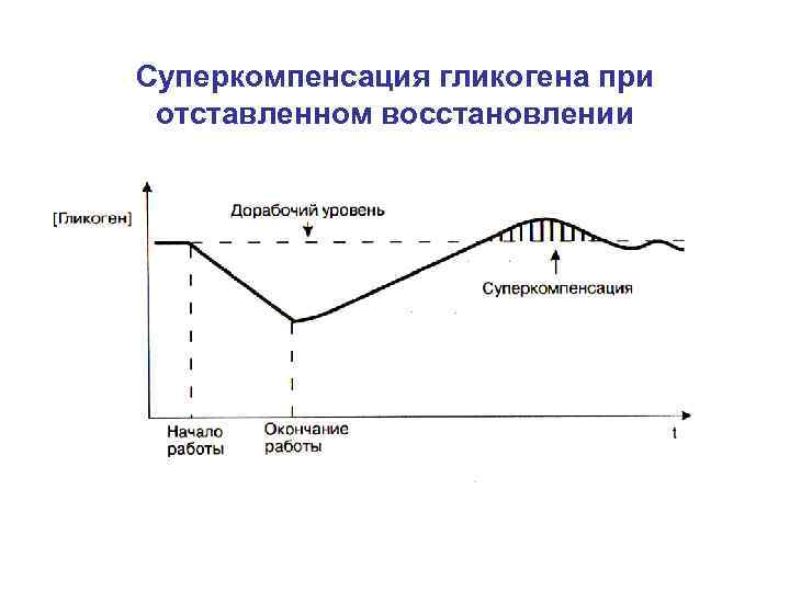 Суперкомпенсация гликогена при отставленном восстановлении 