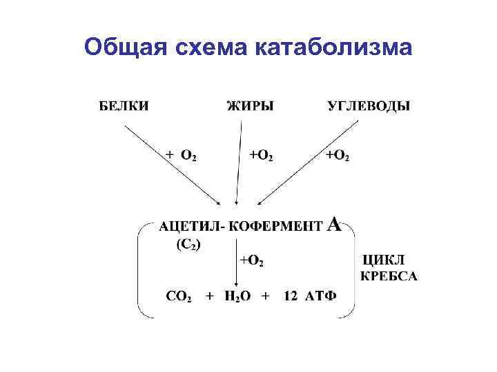 Схема общий путь катаболизма