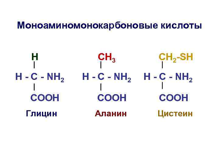 Моноаминомонокарбоновые кислоты H H - C - NH 2 СН 3 H - C