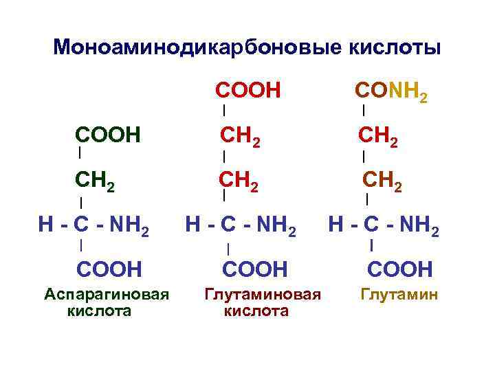 Моноаминодикарбоновые кислоты СООН СОNH 2 СООН СН 2 СH 2 СН 2 H -