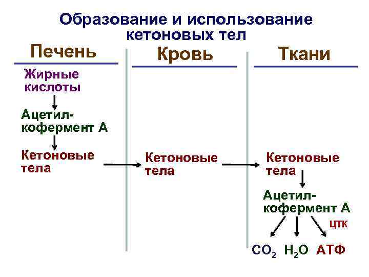 Образование и использование кетоновых тел Печень Кровь Ткани Кетоновые тела Жирные кислоты Ацетилкофермент А