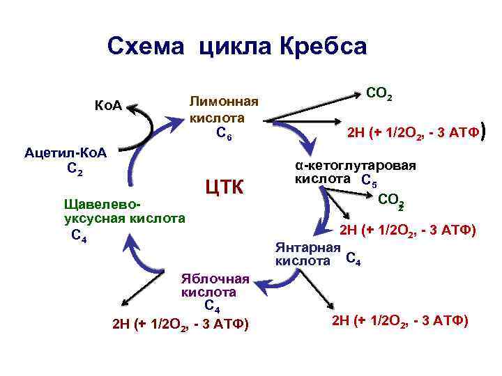 Схема цикла Кребса Ко. А Ацетил-Ко. А С 2 Щавелевоуксусная кислота С 4 Лимонная