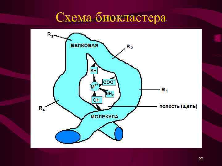 Схема биокластера 22 