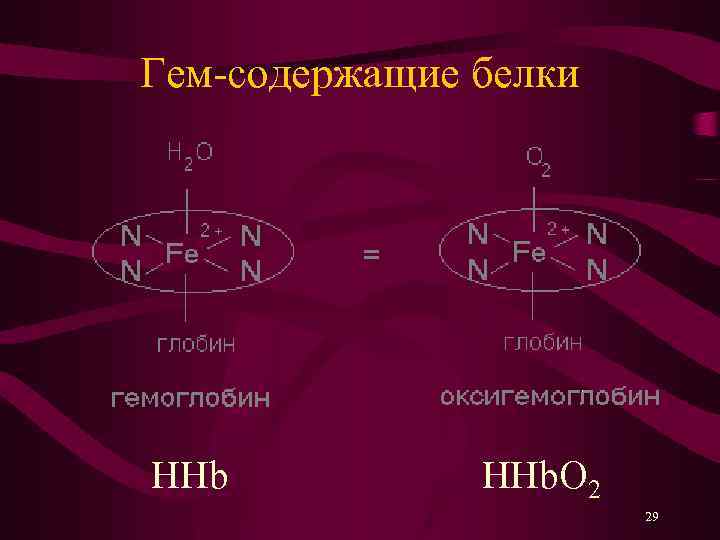 Гем-содержащие белки HHb. O 2 29 