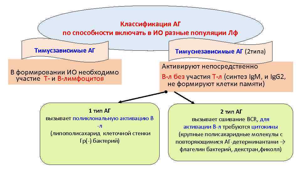 Схема гуморального иммунного ответа на т зависимые и т независимые антигены