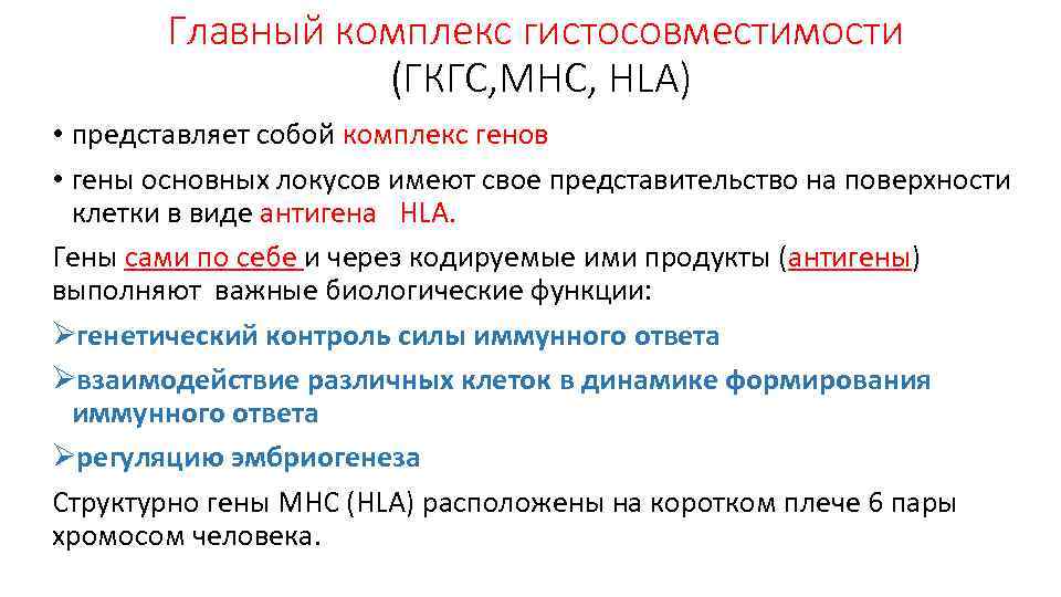 Главный комплекс гистосовместимости (ГКГС, МНС, HLA) • представляет собой комплекс генов • гены основных