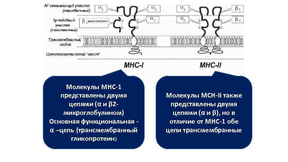 Молекулы МНС-1 представлены двумя цепями (α и β 2 микроглобулином) Основная функциональная - α